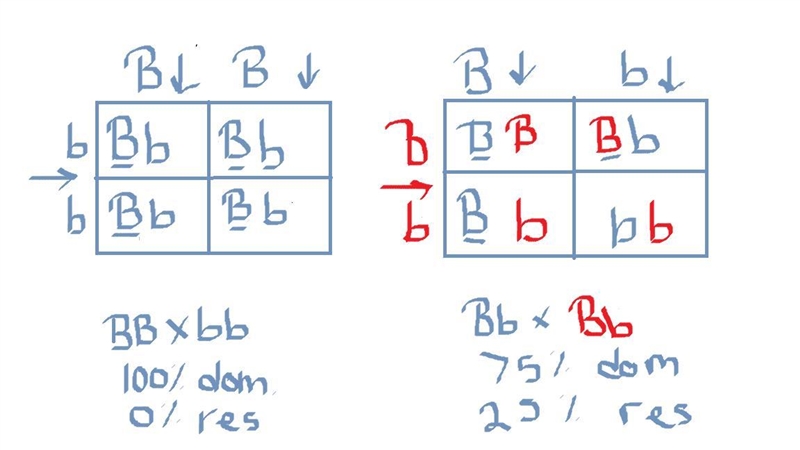 BB x bb probability​-example-2