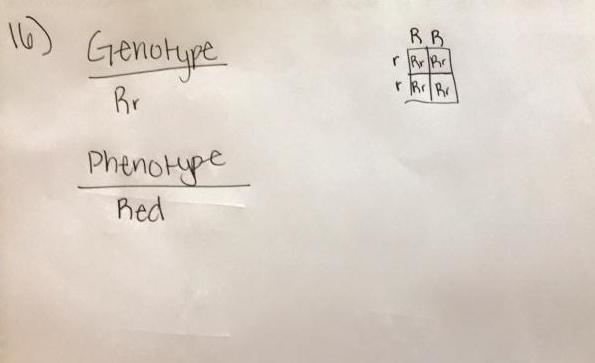 Pls help with 14-18 I have no idea what to do thx in advance-example-3