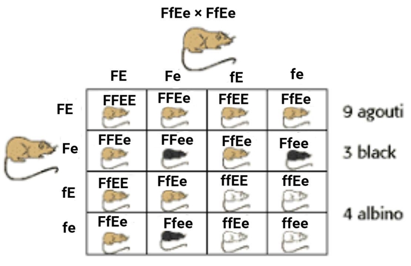 A Ff Ee mouse is bred to another Ff Ee mouse. What is the probability that an offspring-example-1