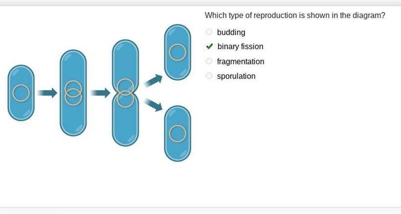 Which type of reproduction is shown in the diagram? budding binary fission fragmentation-example-1