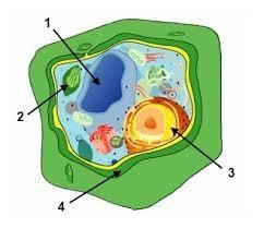 In the above diagram of a plant cell, what is the function of structure 1-example-1