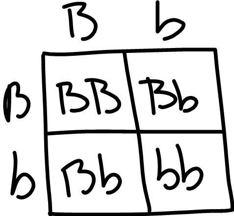 Answer the question. Show all your work. 3. In guinea pigs, black (B) is dominant-example-2