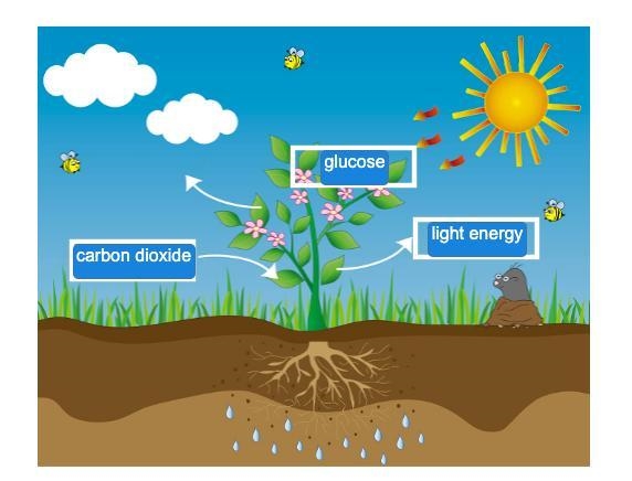 Identify the products of photosynthesis. carbon dioxide and glucose glucose and oxygen-example-1