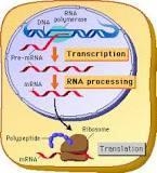 Where in the cell does translation happen?-example-1