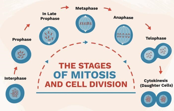 What are the stages of mitosis​-example-1