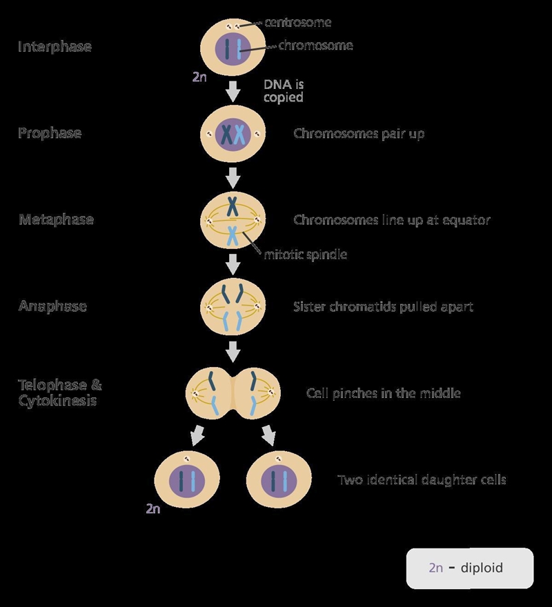 Arrange the phases of mitosis in the correct order. for edmentum learning.-example-1