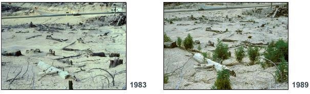 2. This photograph was taken in 1989, 9 years after Mount Saint Helens erupted. Compare-example-1