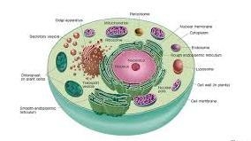 What is the function of the organelle identified as #6 in the picture (it is mostly-example-2