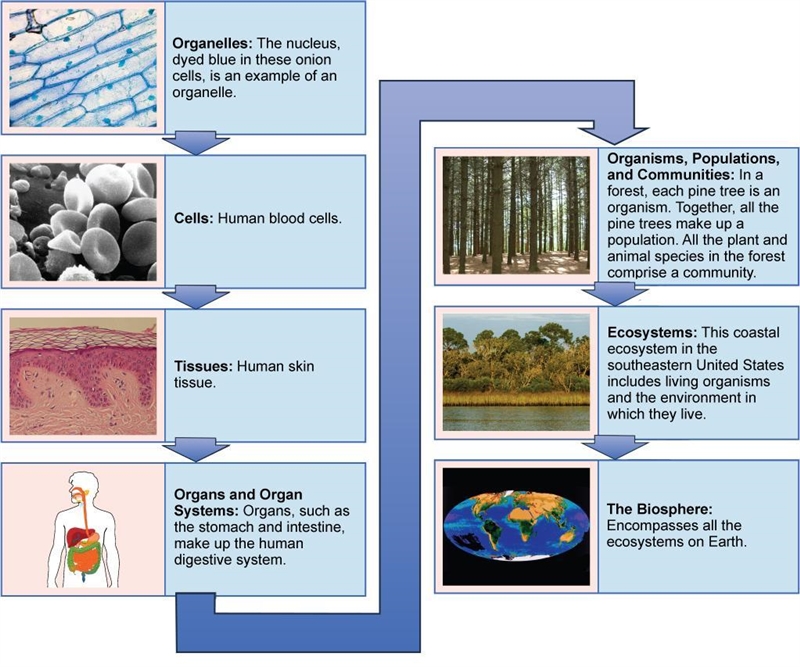 Living systems are organized in levels according to their structures and functions-example-1