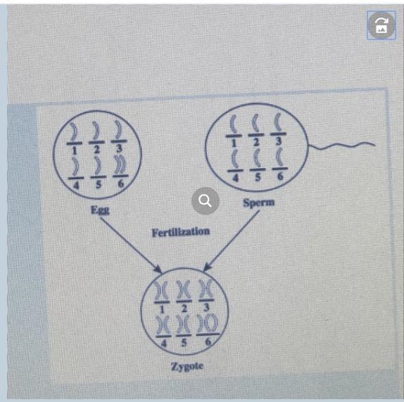 The chromosomal mutation in the zygote can be traced back to which of the following-example-1