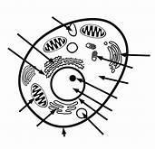 Label the cell. Tell me what each one does.-example-1