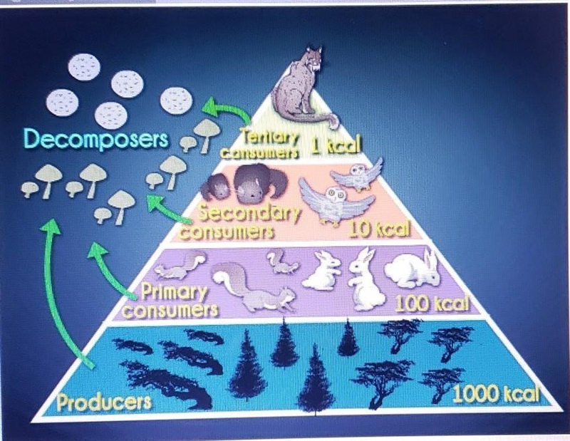 Which of the following populations receives energy from population at each level of-example-1