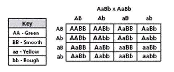 How many different GENOTYPES are present in the cross? (remember, there might be more-example-1