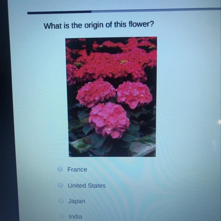 What is the origin of this flower? France United States Japan India-example-1