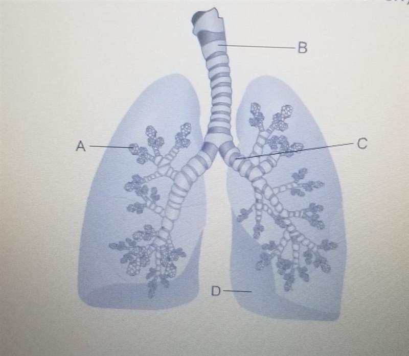 Study the diagram below. where does oxygen first enter the bloodstream ​-example-1