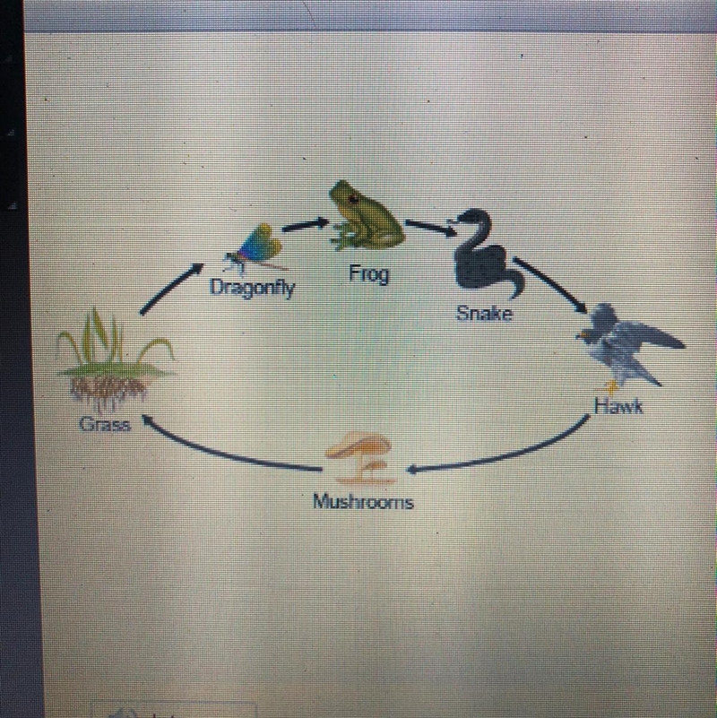 Which organism has the most available energy in this food chain? Dragonfly Hawk Snake-example-1