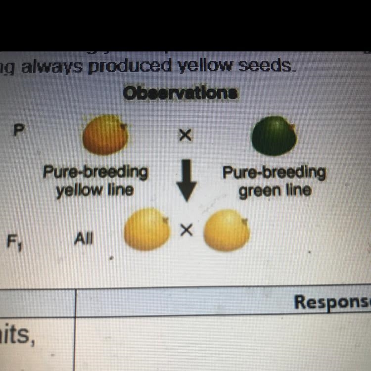 Which of the peas traits yellow or green, is dominant? Explain your answer-example-1