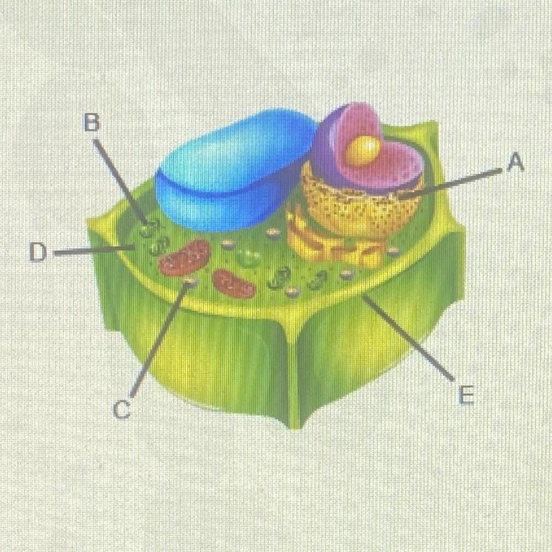 Identify the labeled structures:-example-1