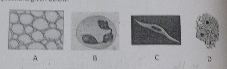 Question 7 (a) Given below are four living structures. Study the same and an questions-example-1