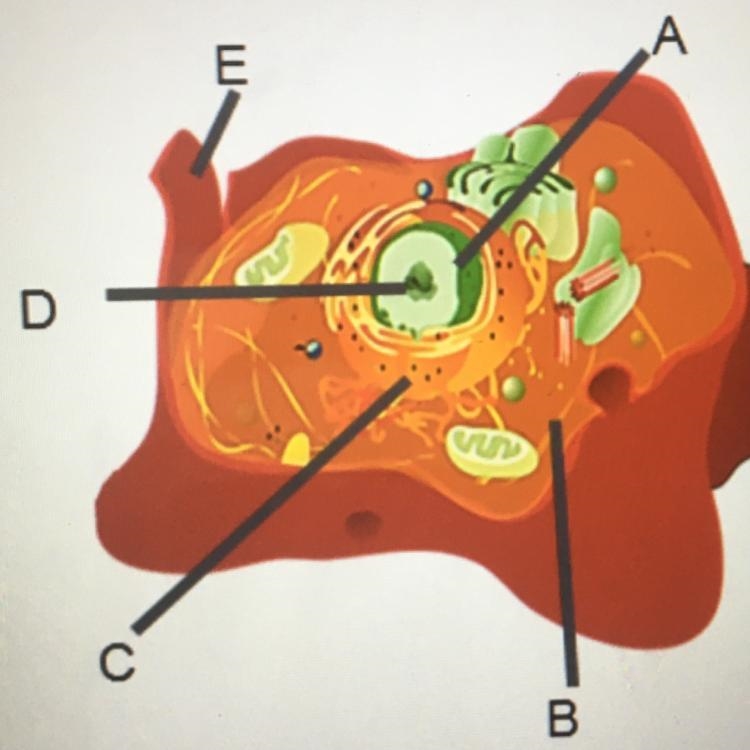 Identify the structures in the cell pictured on the right. Label A Label B Label C-example-1