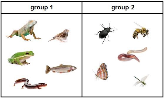 A student grouped animals into two separate groups based on a characteristic shared-example-1