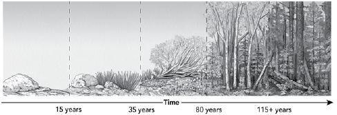 The diagram shows how a community will colonize bare rock, and then change over hundreds-example-1