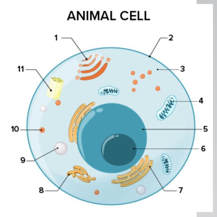 Animal cell. what part of the cell of does 4 represent-example-1