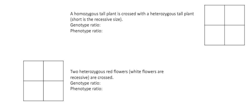 HELP ASAP Punnett Squares-example-1