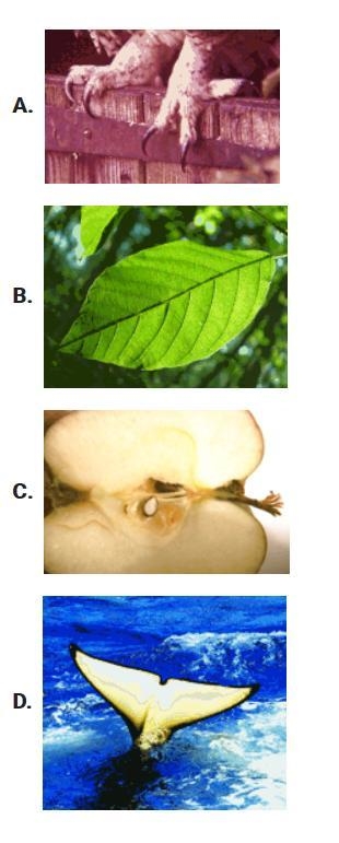 Which structure is most likely used for hunting?-example-1