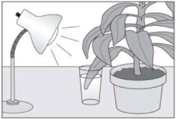 One living plant leaf, still attached to the plant, is placed into a cup and covered-example-1