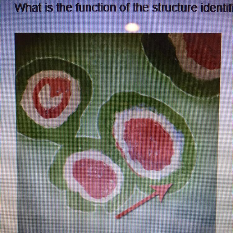 What is the function of the structure identified by the red arrow? O Food capture-example-1