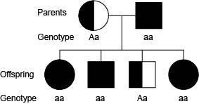 Cystic fibrosis is a recessive gene disorder. The pedigree chart for a family known-example-1