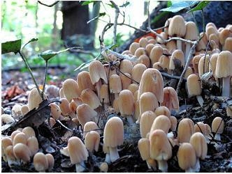 Which type of fungus is shown in the diagram?-example-1