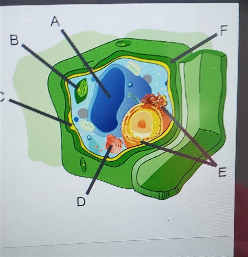 Identity the organelles to the right​-example-1