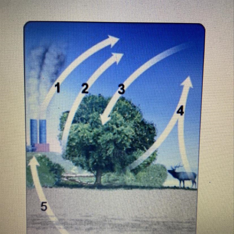 Which arrows represent photosynthesis and cellular respiration? 3 and 4 4 and 5 1 and-example-1