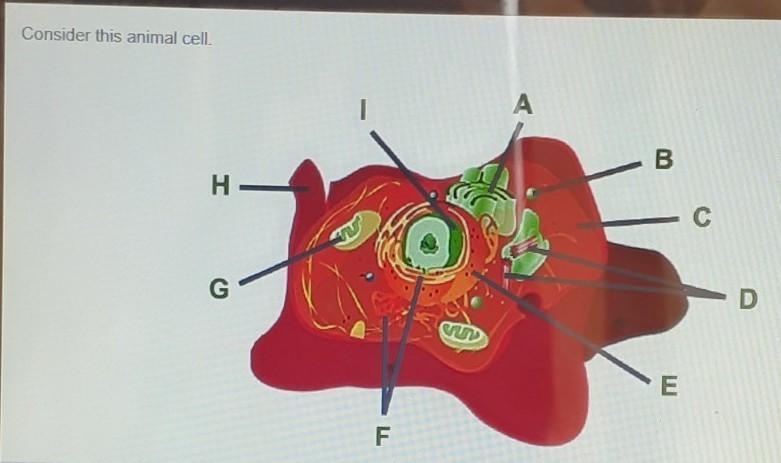 Which organelle is responsible for producing the energy for cellular processes? A-example-1