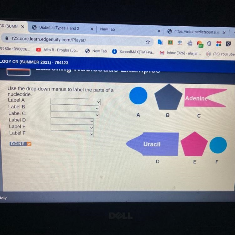 Use the drop-down menus to label the parts of a nucleotide. Label A-example-1