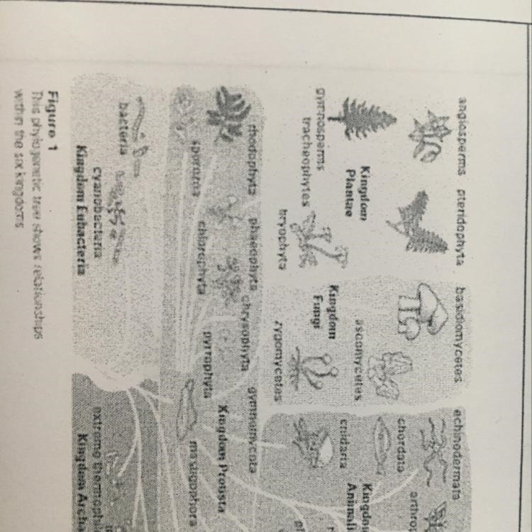 this figure shows a hierarchy of organism, the ones at the top are the more complex-example-1