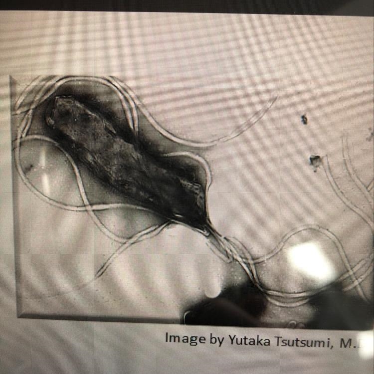 What is shown in the image? Answer options: Prokaryote Eukaryote Chloroplast Mitochondrion-example-1