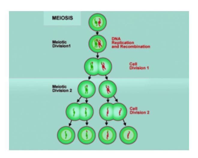 A) 4 identical daughter cells B) 2 genetically different daughter cells C)4 genetically-example-1