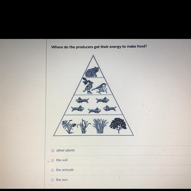 Where do the producers get their energy to make food? Just 1. other plants 2. the-example-1