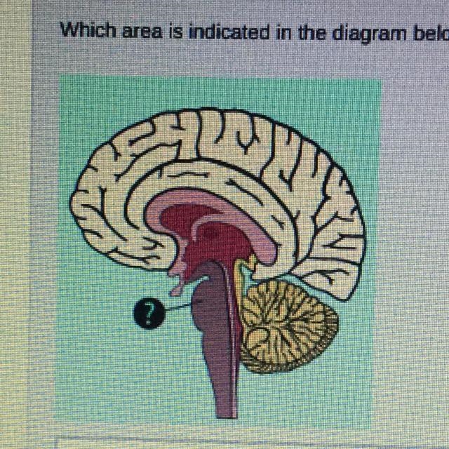 Which area is indicated in the diagram below? Please help-example-1