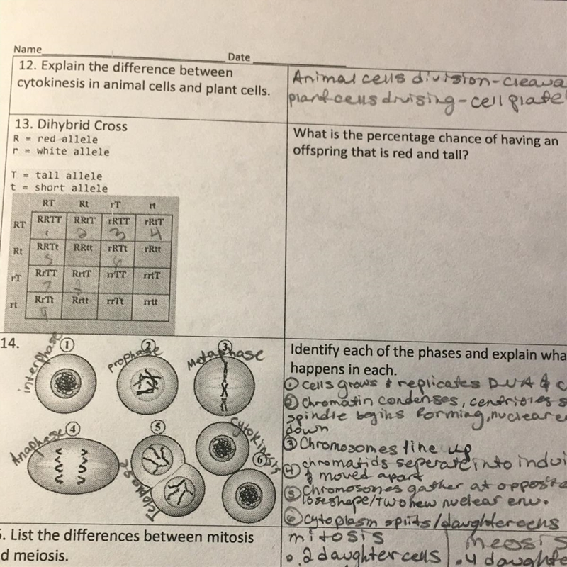 13. Dihybrid Cross red allele r = white allele What is the percentage chance of having-example-1