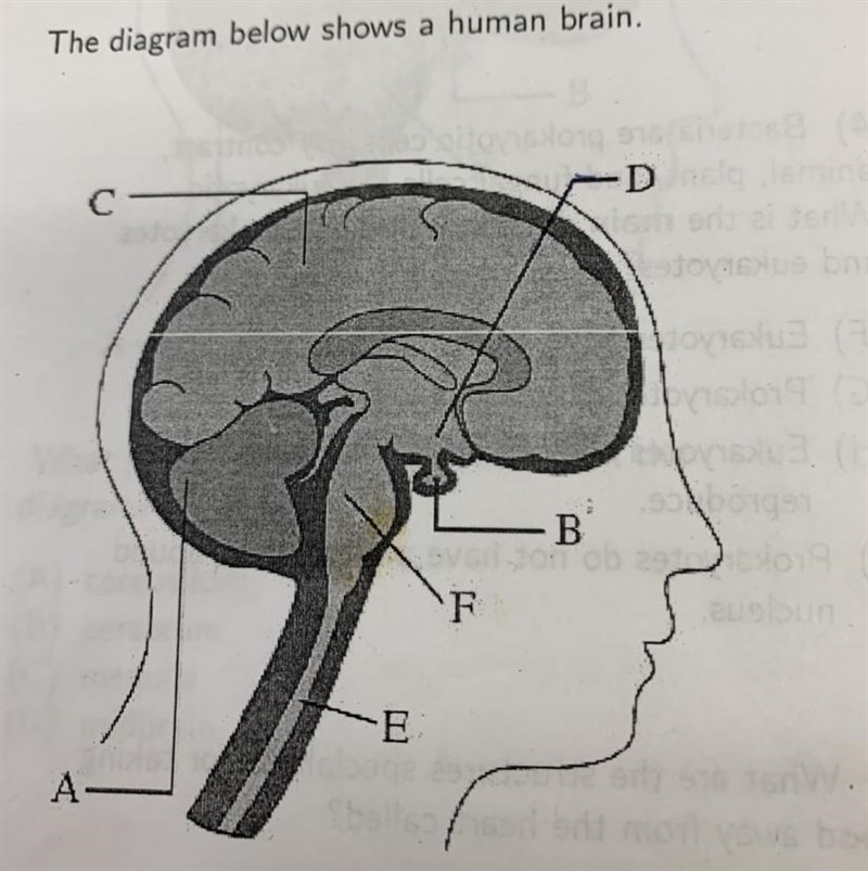 Label all the letters in the human brain-example-1