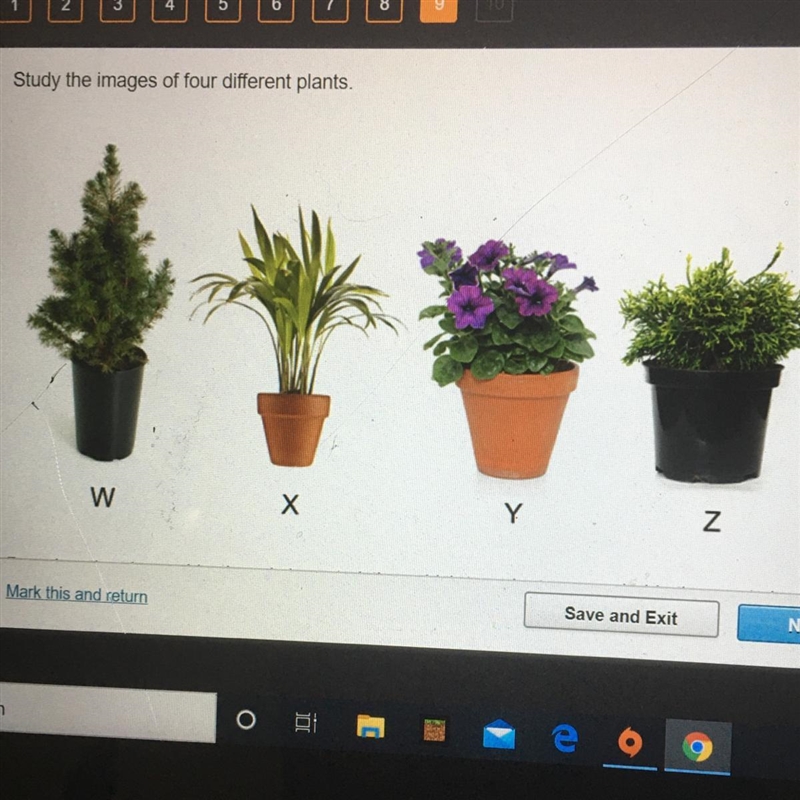 Study the images of four different plants Based on the observable shared characteristics-example-1