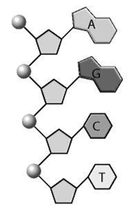 Match A G C T to the right places-example-1