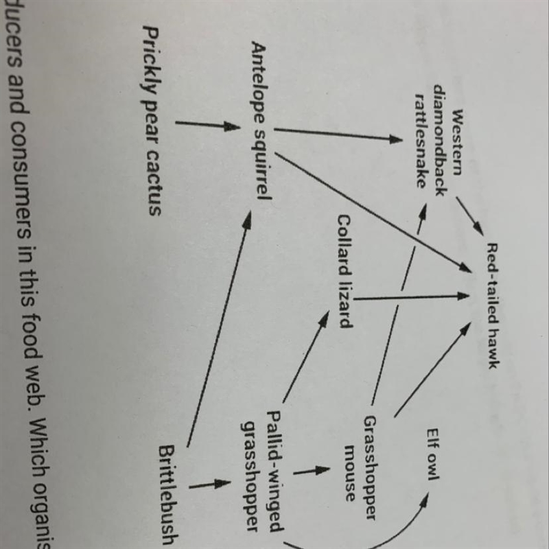 Identify the producers and consumers in this food web which organisms in the food-example-1