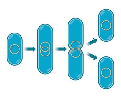 Which type of reproduction is shown in the diagram? budding binary fission fragmentation-example-1