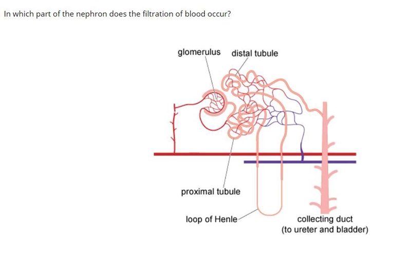 In which part of the nephron does the filtration of blood occur?-example-1