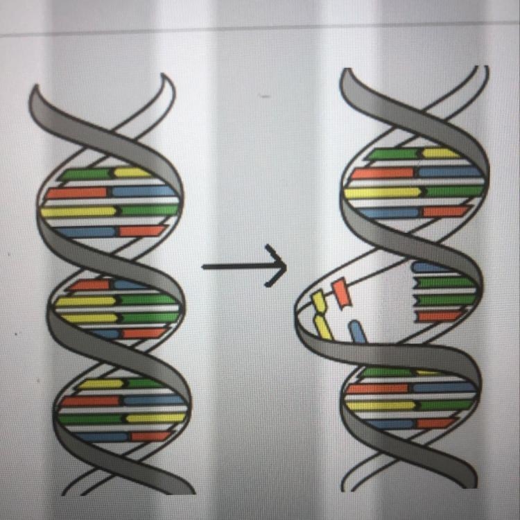 If the blue nitrogen bases in the DNA model represent thymine, the red nitrogen bases-example-1